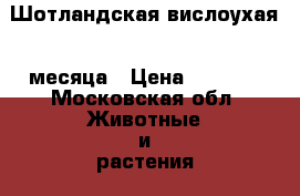 Шотландская вислоухая 4 месяца › Цена ­ 4 500 - Московская обл. Животные и растения » Кошки   . Московская обл.